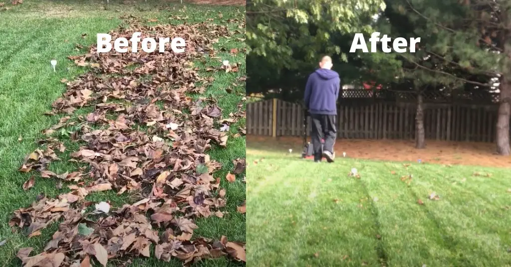 results of mulching leaves, before and after