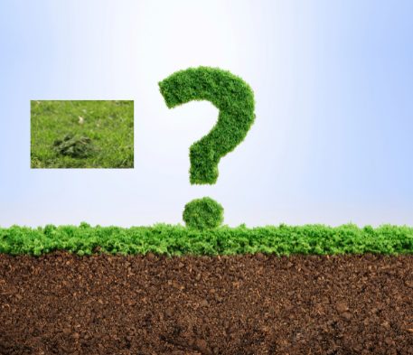 Does Mulching Help Grass Grow