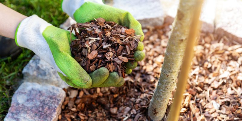 How Often Should You Replace Mulch?