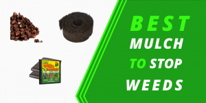 Best Mulch to Stop Weeds