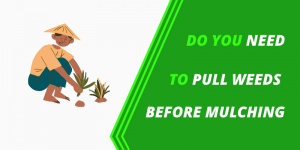 Do You Need to Pull Weeds Before Mulching