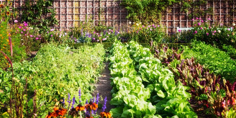 Mulch for Vegetable Garden