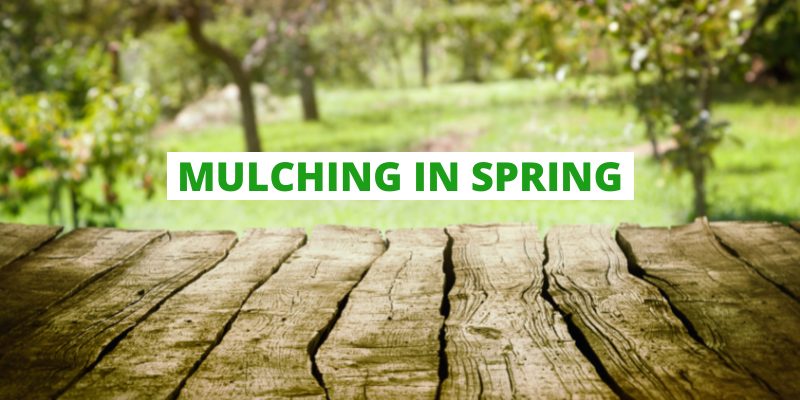MULCHING IN SPRING