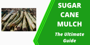 sugar cane mulch