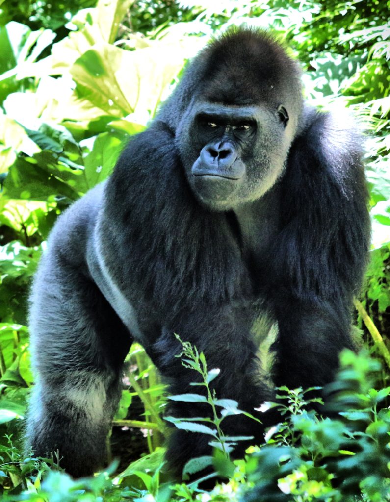 gorilla hair mulch